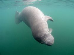 Upside Down Manatee. Camera Olympus C-5050,ikelite Housin... by Ray Eccleston 